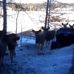 Breakfast with a big herd…