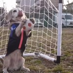 Amazing Soccer Dog Does World Cup Tricks